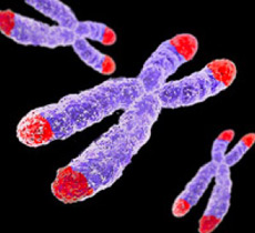 Хромосомы человека (сиреневые) и их теломеры (красные) (иллюстрация University of British Columbia).