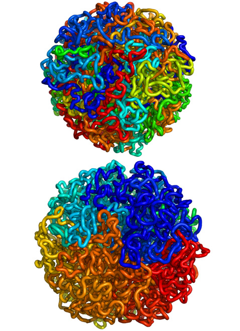На этих изображениях близкие участки ДНК окрашены одним цветом. Хорошо видно, что в равновесной глобуле (вверху) части генома перепутаны в трёхмерном пространстве, а во фрактальной глобуле (внизу) с её иерархической структурой они и в объёме расположены близко друг к другу (иллюстрация Leonid A. Mirny, Maxim Imakaev).