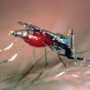 Специалисты из института Пастера и ранее изучали мутации, которые влияют на защиту от передаваемых малярийными комарами <i>Anopheles</i> (на снимке) паразитов, убивающих более миллиона людей каждый год (фото Institut Pasteur).