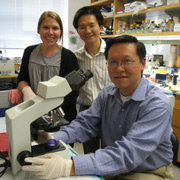 Уильям Янг (на снимке за микроскопом) считает, что обнаружил способ победить нейродегенеративное заболевание, которым в Штатах страдает каждый десятитысячный (фото UCLA).