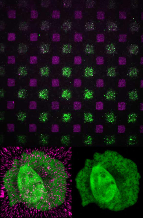 Вверху: кремниевые нанопроводки могут доставлять в клетку разные вещества, на фотографии "подкрашены" разными цветами. Внизу: клетка с флуоресцирующим зелёным светом белком <a href="http://ru.wikipedia.org/wiki/Тубулин">тубулином</a>, нанопроводки выделены пурпурным цветом, на фото справа видны оставленные ими отверстия (фото Hongkun Park).