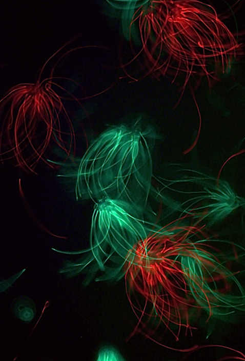 Окрашенные разными цветами группы сперматозоидов, взятых от разных представителей вида <i>P. polionotus</i> (фото Heidi Fisher/Harvard University).