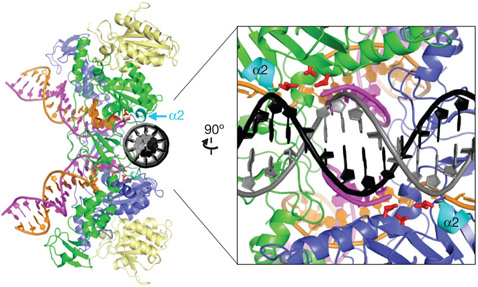 Схематичное изображение интегразы ВИЧ, где красными палочками и голубыми спиралями с пометкой α2 изображены элементы, благодаря которым линейные молекулы ДНК вируса (синтезированной в заражённой клетке) замыкаются в кольцо перед встраиванием в ДНК клетки-хозяина (иллюстрация Peter Cherepanov et al./Nature).