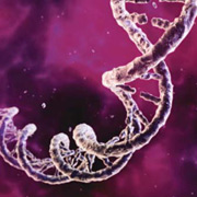 По словам учёных, это исследование – "начало создания параллельного нашему уникального генетического кода" и однозначный прорыв в <a href="http://www.membrana.ru/articles/global/2004/09/03/202100.html">синтетической биологии</a> (иллюстрация Hybrid Medical Animation).