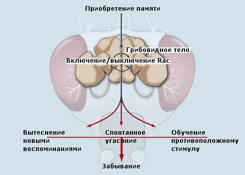 Грибовидные тела (<i>corpora pedunculata</i>) – парные структуры в мозге насекомых и других членистоногих, состоящие из нескольких нейронных слоёв, прообраз мозговой коры. Их основная роль заключена в выработке ассоциаций (иллюстрация Yi Zhong et al./Cell).