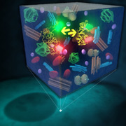Схема происходящего в живой клетке во время съёмки по новому методу. Зелёным цветом изображены фосфоресцирующие белки (иллюстрация Martin Gruebele).