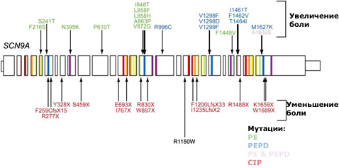 Схематическое изображение SCN9A и позиций мутаций в нём (показаны стрелками), отвечающих за различные заболевания (иллюстрация PNAS).