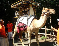 Верблюды с солнечными батареями везут вакцину в глушь